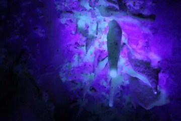 Abstract purple and blue glowing pattern on dark background.